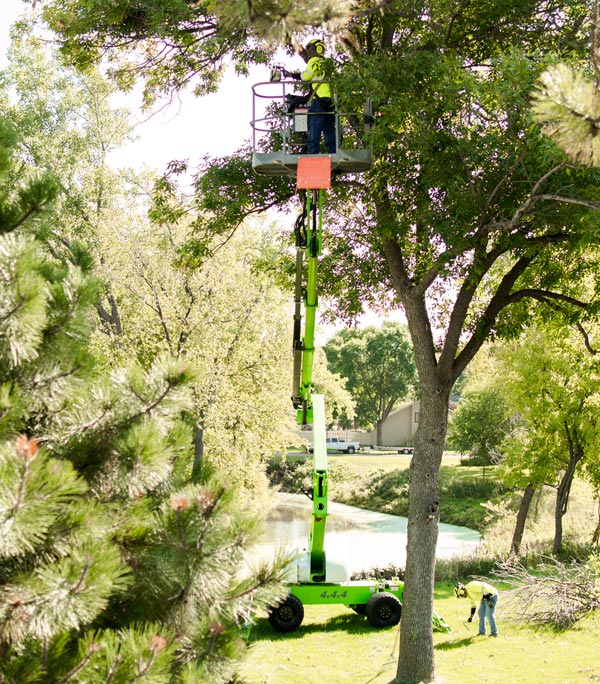 tree trimming